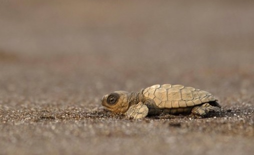 Turtles emerge from nest at Goa beach, CM posts video