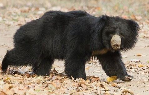 Bear run over by unidentified vehicle in MP's Betul district