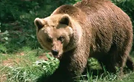 Bear shot dead in French Pyrenees, government to press charges