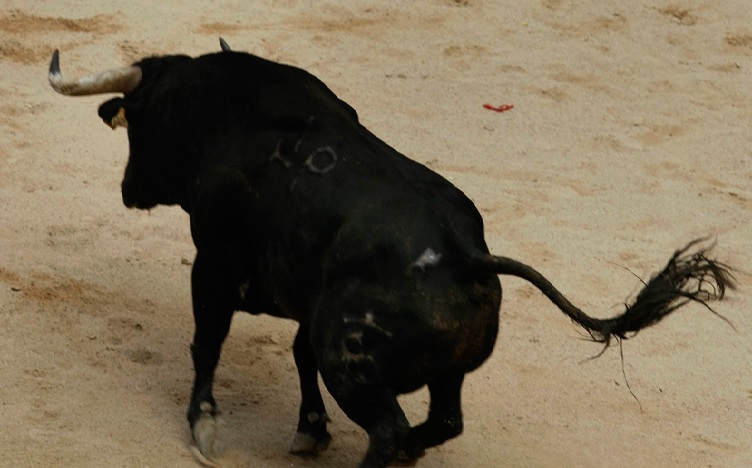 Bull runs wild, firemen calm it down at port area