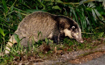 Endangered Hog Badger spotted in Tripura for first time