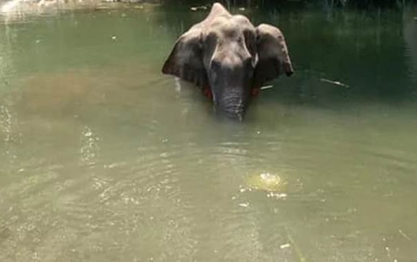 Kerala elephant tragedy: Not the first act of cruelty on elephants in Kerala