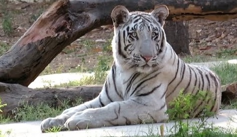 Maharashtra: Man jumps into tiger enclosure at Aurangabad zoo