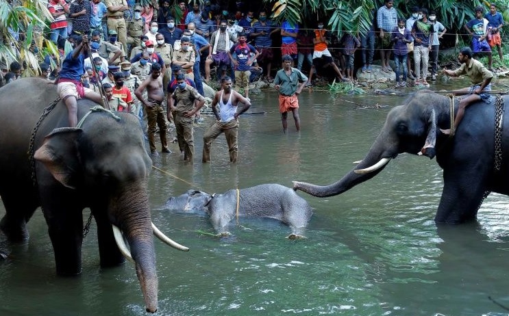 NGT takes cognisance of elephant death in Kerala, seeks action-taken report from panel