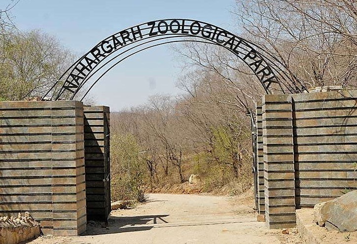 2 big cats found dead in Nahargarh Biological Park